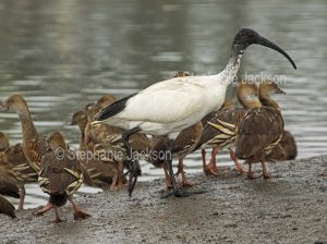 White / sacred ibis, Threskiornis moluccus,with whistling ducks in Queensland Australia