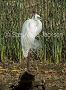 Plumed / intermediate egret, Ardea intermedia, in breeding plumage in Queensland Australia