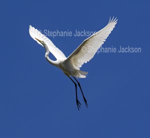 Plumed / intermediate egret, Ardea intermedia in flight in Bundaberg botanic gardens in Queensland Australia
