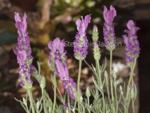 Purple perfumed flowers of lavender, Lavendula pedunculata 'The Princess', lavender, on dark background
