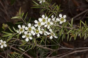 Cluster of white flowers of tea tree, Leptospermum polygalifolium syn flavescens in Blackdown Tablelands National Park, Queensland, Australia.