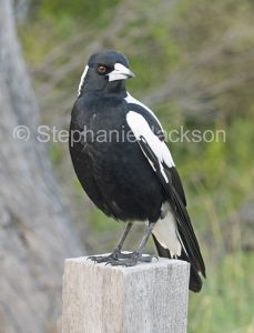 Male Australian Magpie, Gymnorhina tibicen, on a wooden post.