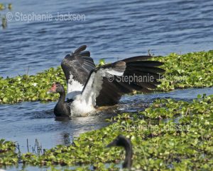 Magpie goose, Anseranas semipalmata, with wings outstretched, among aquatic plants on blue water of lagoon in central Queensland Australia.