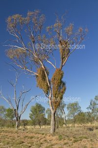 Box mistletoe, Amyema miquelii, growing on eucalyptus /gum tree in woodlands of south-western Queensland, Australia.