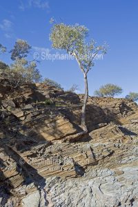 Resilient native tree growing, during drought, in rock at Chambers Gorge in the Flinders Ranges region of northern / outback South Australia.