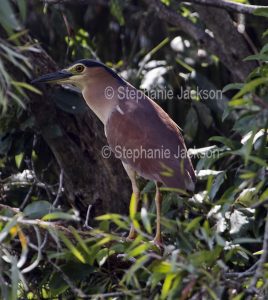 Nankeen night heron, Nycticorax caledonicus, perched among foliage of riverbank trees in Queensland Australia
