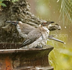 Australian backyard birds, noisy friarbird, Philemon corniculatus, a honeyeater, at garden bird bath in Queensland Australia