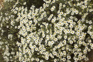 Australian wildflowers, Olearia pimeleoides, Mallee Daisy Bush, in outback / northern South Australia.