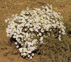 Australian wildflowers, Olearia pimeleoides, Mallee Daisy Bush, in outback / northern South Australia.
