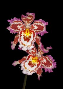 Red and white flowers of orchid Wilsonara Joe Vanilla 'First Out' on dark background