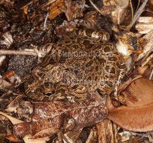 Ornate Burrowing Frog, Platyplectrum ornatum syn. Opistodon ornatum, is perfectly camouflaged among the fallen leaves and fragments of bark in a garden bed in Queensland Australia.