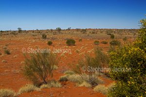 Outback landscape with red soil , spinifex grass and wattle flowers north of Innamincka in northern South Australia.