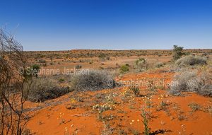 Outback landscape with red sand dunes and wildflowers south of Innamincka in northern South Australia.
