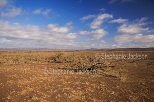 Arid and desolate outback landscape during drought near Arkaroola in northern South Australia.