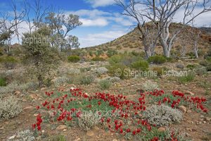 Australian outback landscape with Sturt's Desert Pea, Swainsona formosa, in the Gammon Ranges National Park in northern South Australia
