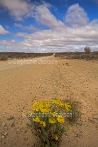 Road and arid outback landscape with wildflowers near Arkaroola in northern / outback South Australia.