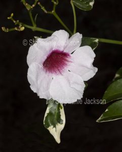 White and red flower of Australian native climber, Pandorea jasminoides, with variegated leaves, dark background, in Queensland Australia