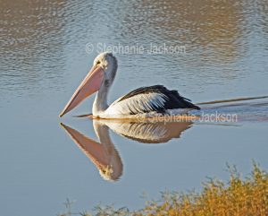 Australian pelican drifting on and reflected in the blue waters of a lake in the Diamantina National Park in outback Queensland Australia.