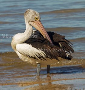 Australian pelican standing in blue waters of Pacific Ocean and preening its feathers - at Woodgate, Queensland Australia.