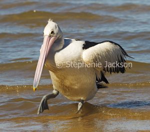 Australian pelican tiptoeing cautiously through shallow blue water of Pacific Ocean at Woogate in Queensland Australia.