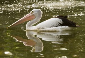 Australian pelican drifting on and reflected in calm water of lake in Bundaberg botanic gardens in Queensland Australia