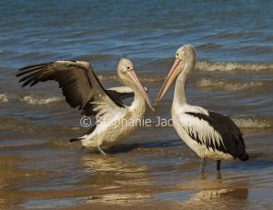 Australian pelicans, Pelecanus conspicillatus, at Woogate in Queensland Australia.