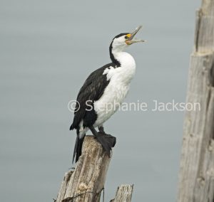 Pied cormorant, Phalacrocorax varius, perched on weathered post of old jetty at Port Germein in South Australia