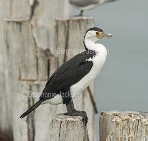 Pied cormorant, Phalacrocorax varius, with wings outstretched, perched on weathered post of old jetty at Port Germein in South Australia