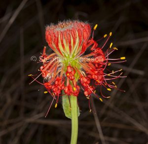 Red flower of Pimelea haemostachys, Blood Pimelea in central Queensland Australia.