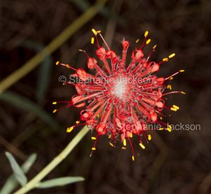 Red flower of Pimelea haemostachys, Blood Pimelea in central Queensland Australia.