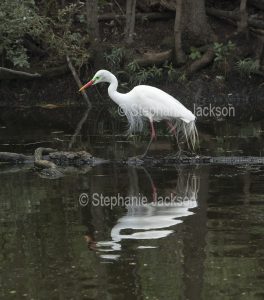 Plumed / intermediate egret, Ardea intermedia, in breeding plumage, wading and reflected in a lake in parklands in Gympie in Queensland Australia