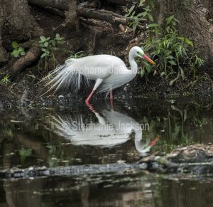 Plumed / intermediate egret, Ardea intermedia, in breeding plumage, wading and reflected in a lake in parklands in Gympie in Queensland Australia