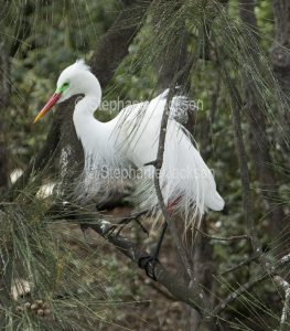 Plumed / intermediate egret, Ardea intermedia, in breeding plumage, in parklands in Gympie in Queensland Australia