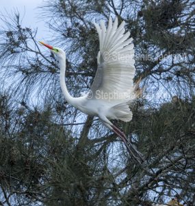 Plumed / intermediate egret, Ardea intermedia, in breeding plumage and in flight in parklands in Gympie in Queensland Australia
