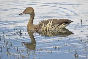 Plumed whistling duck, Dendrocygna eytoni, reflected in blue water of lake in Queensland Australia
