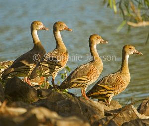 Plumed whistling ducks, Dendrocygna eytoni, beside lake in Queensland Australia