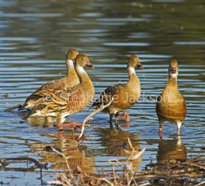 Plumed whistling ducks, Dendrocygna eytoni, wading and reflected in blue water of lake in Queensland Australia