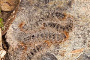 Processionary caterpillars, Ochrogaster lunifer syn. Teara contraria, larvae of bag-shelter moth