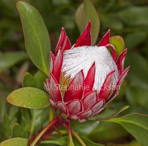 Large red and white flower and green leaves of Protea cynaroides, King Protea.