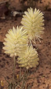 Australian wildflowers, Ptilotus macrocephalus, Green Pussytails, in outback Queensland Australia.