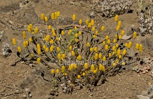 Yellow flowers of Pycnosorus pleiocephalus, Soft Billy Buttons, in outback Australia.