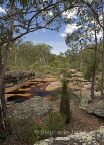 Australian landscape with rock pools and water in Mimosa Creek hemmed by forests at Blackdown Tablelands National Park in Queensland Australia