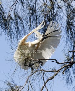 Royal spoonbill, Platalea regia, in flight in Bundaberg botanic gardens in Queensland Australia.