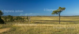 Rural landscape with dry grasses on rolling hills during drought in south-eastern Queensland Australia.