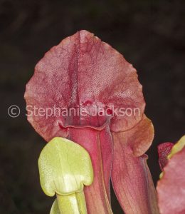 Sarracenia leucophylla, a carnivorous, insect-eating plant that's commonly known as a Pitcher Plant.