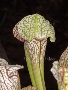 Sarracenia leucophylla, a carnivorous, insect-eating plant that's commonly known as a Pitcher Plant.