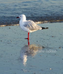 Silver gull, Chroicocephalus novaehollandiae, wading and reflected in blue water at the beach at Iluka in northern NSW Australia.