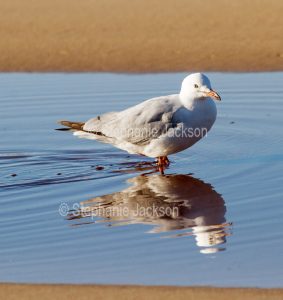 Silver gull, Chroicocephalus novaehollandiae, wading and reflected in pool of blue water at the beach at Crowdy Bay National Park in NSW Australia.