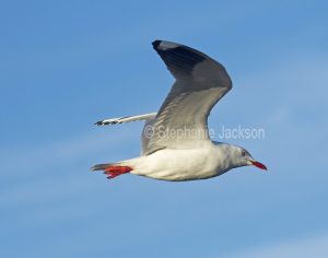 Silver gull, Chroicocephalus novaehollandiae, in flight in Queensland Australia