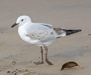 Young immature silver gull, Chroicocephalus novaehollandiae, with injured leg / foot on the beach at Town of 1770 in Queensland Australia